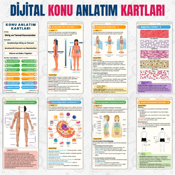 Anatomi Dijital Ders Kartları - Giriş ve Temel Kavramlar Ünitesi - Görsel 2