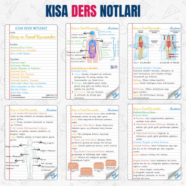 Anatomi Dijital Ders Kartları - Giriş ve Temel Kavramlar Ünitesi - Görsel 3